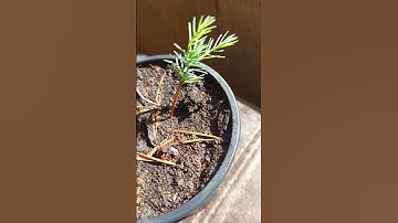 Giant sequoia seedling 17 weeks old #trees #sequoia #sequoiatree #redwoods