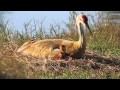 Sandhills Cranes on nest with chicks