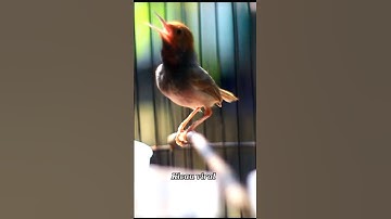 Suara Prenjak Gacor Jernih... #kicaumania #prenjak #Prenjakgacor #prenjakgacor #PrenjakMania