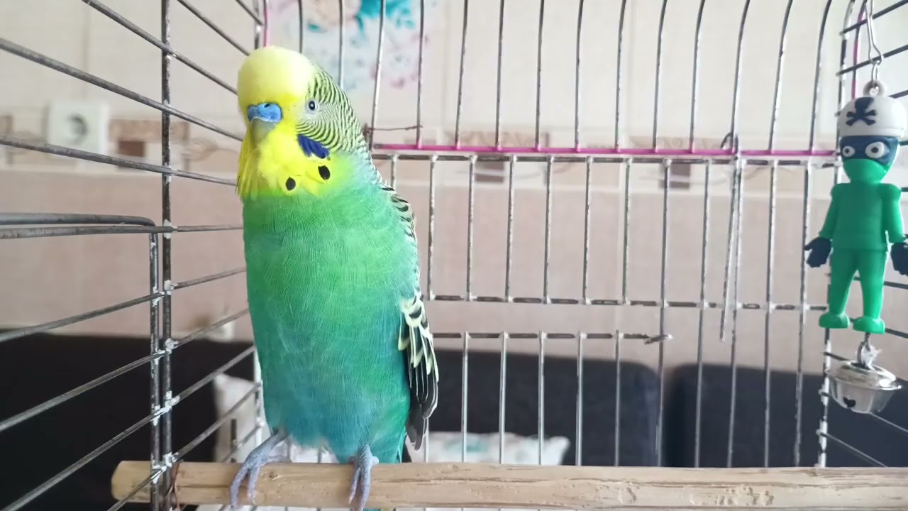 Eğlence Zamanı - Muhabbet Kuşu Mutluluk Sesi - Muhabbet kuşu sesi #birds #birds #talkingparot