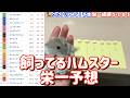 競馬予想【GⅠヴィクトリアM🐎 2026.5.17】いざ連勝へ！今回はどの馬を選ぶのか！？