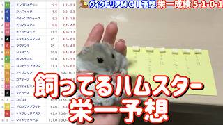 競馬予想【GⅠヴィクトリアM🐎 2026.5.17】いざ連勝へ！今回はどの馬を選ぶのか！？