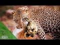 7 merciless leopard attacks on domestic dogs filmed on hidden camera!
