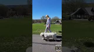 Clumber Spaniel Enjoys Beautiful Walk. How Did They do? Check Back Soon For Full Video