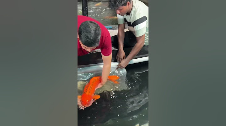 Amazing ways of Nishikigoi Koi fish Escape During Unpacking
