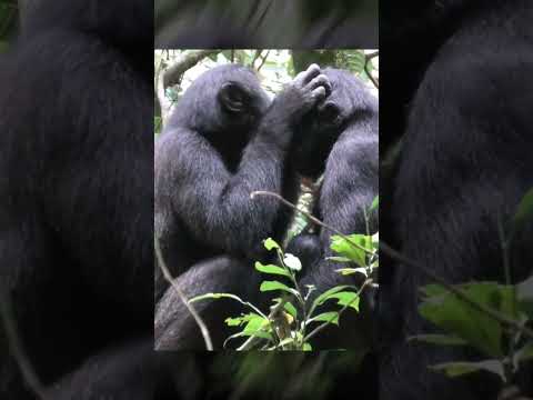 Video: Mengapa bonobo termasuk spesies yang terancam punah?