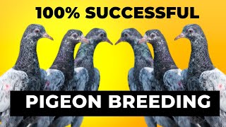 PIGEON BREEDING 100% SUCCESS TIPS || सिर्फ गेहूँ खिलाने से इतना अच्छा रिजल्ट