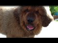 Тибетский мастиф, мальчик. 3,5 месяца. РКФ/ФЦИ  ][  Tibetan mastiff, boy. 3.5 months. RKF/FCI