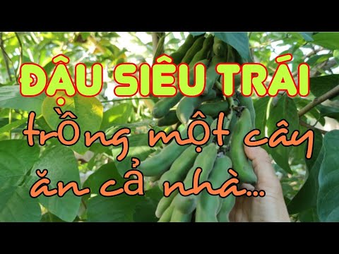 Video: Giới thiệu về cây đậu nành - Mẹo về cách trồng đậu nành trong vườn