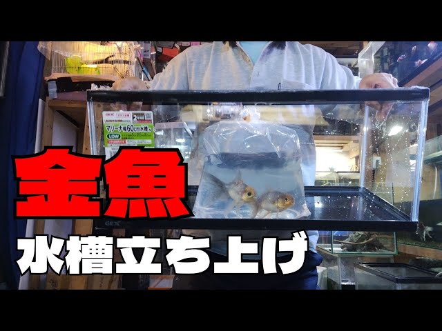 I bought a GEX 60cm low-profile glass aquarium tank to set up my