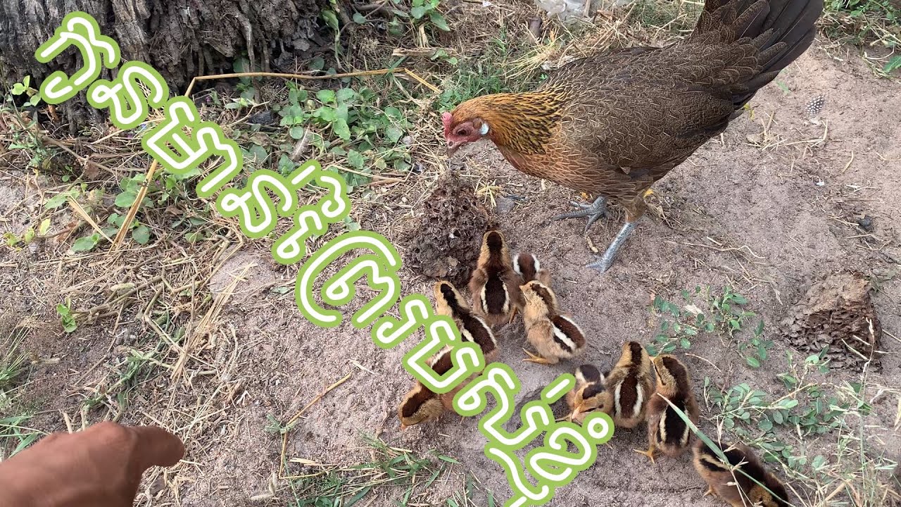 កូនមាន់ព្រៃរបស់ខ្ញុំ😳