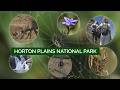 Horton Plains National Park  | Sri Lanka