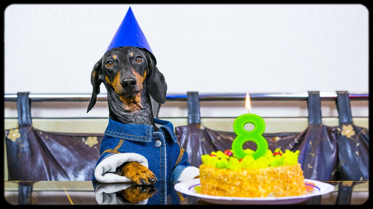 birthday weiner dog