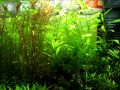 Nano Eheim red cherry