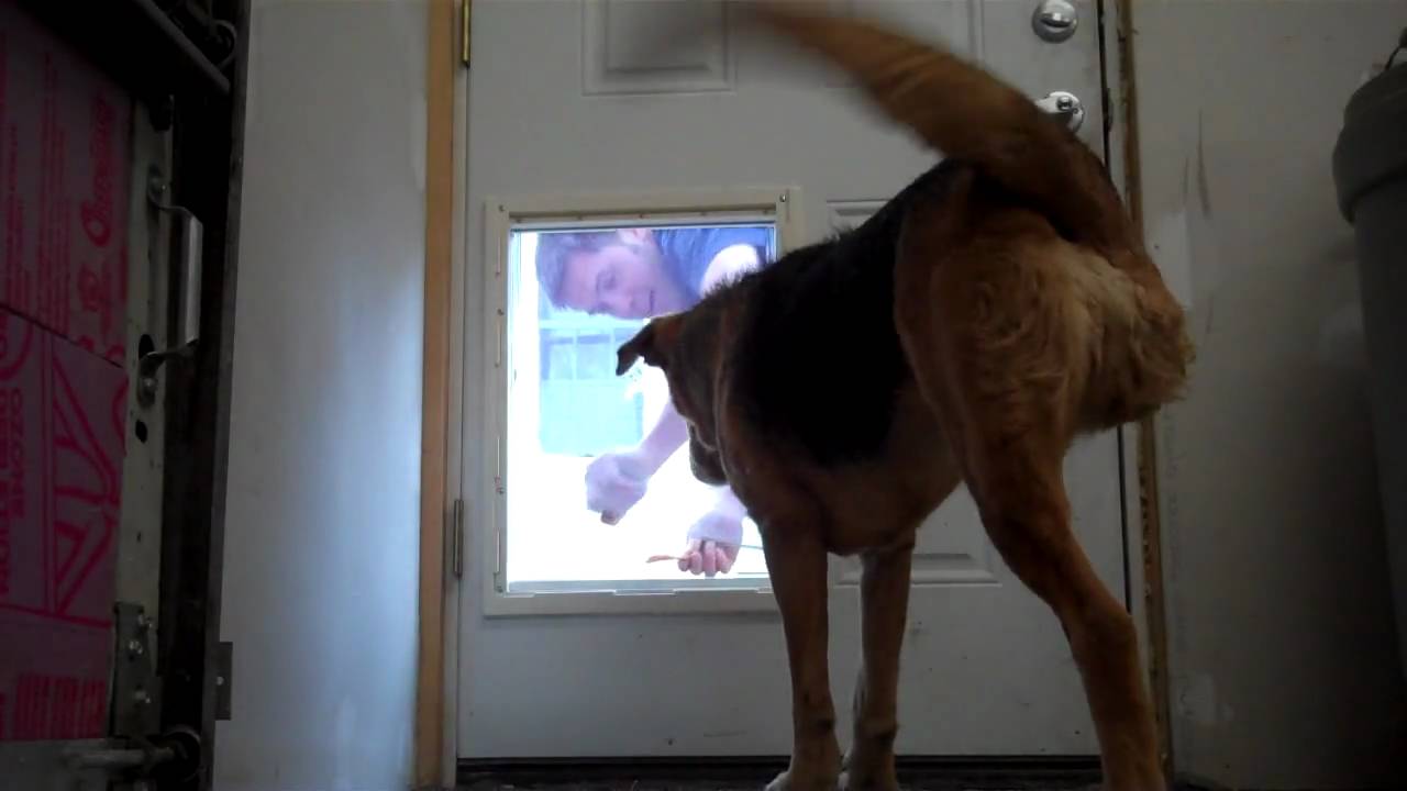 cutest three legged dog learning to use doggy door YouTube