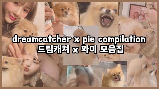 dreamcatcher x pie compilation / 드림캐쳐 x 파이 모음집 🦁