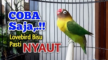 LOVEBIRD BISU MALAS BUNYI PASTI NYAUT, Saat Pancingan Lovebird Ngekek Panjang ini Diputar COBA SAJA