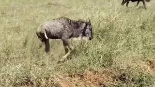 Baby Wildebeest Loses a Leg to Crocodiles… But Refuses to Give Up