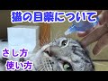 猫の目薬　さし方、使い方　（結膜炎、眼瞼炎）