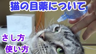 猫の目薬　さし方、使い方　（結膜炎、眼瞼炎）