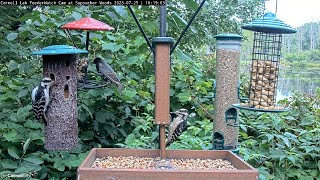 Hairy Woodpeckers Hold Down The Suet Feeders On High-Traffic Morning – July 25, 2023