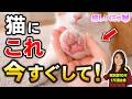 【9割が知らない】猫が本当に喜ぶ愛の伝え方8選
