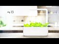 Lettuce timelapse: Click & Grow Indoor Garden