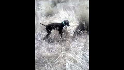 GSP Judy Pointing Chukar at 8 months near Yakima, WA