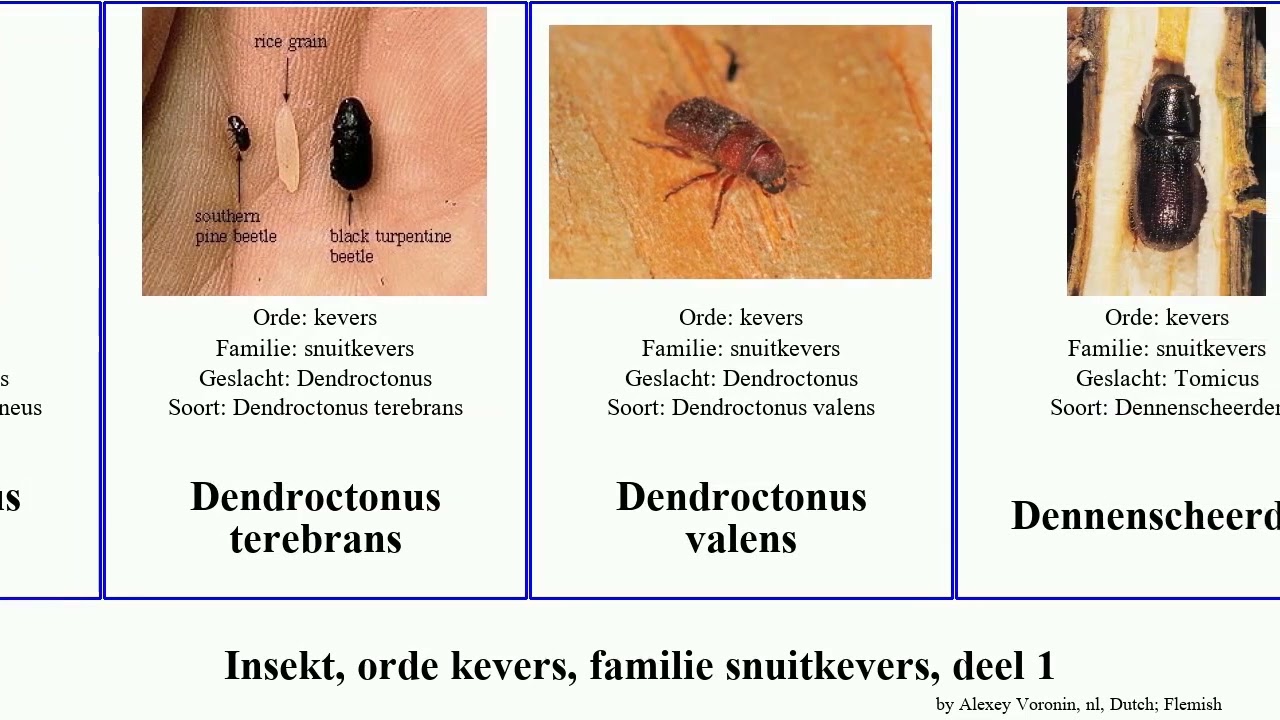 Insekt, orde kevers, familie snuitkevers, deel 1 grote insect weevil valens argentatus Alcidodes
