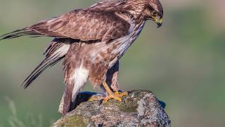 Wildlife & Photo Hide rapaces "Los peñones"