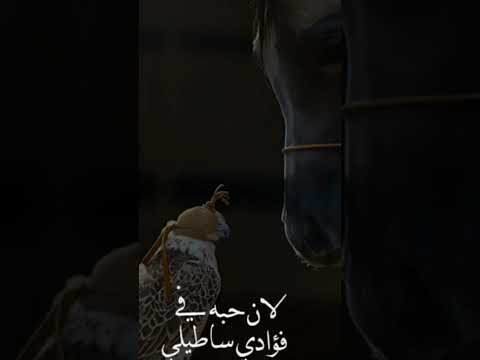 اغنية جميله جدا جدا حالف ماعاتب المحبوب خلي