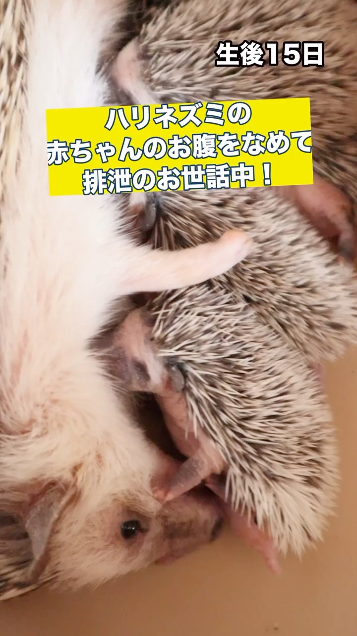 ハリネズミの赤ちゃん5名 ママがおなかを刺激してお世話中