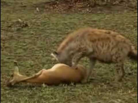 a gazelle playing dead to escape her predators