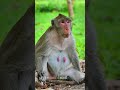Ep1289. The Ultimate Monkey Compilation to Make Your Day Instantly Better