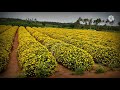 Flower City Hosur||Vera Level Cent Yellow||Watch Updates on rajruralchannel