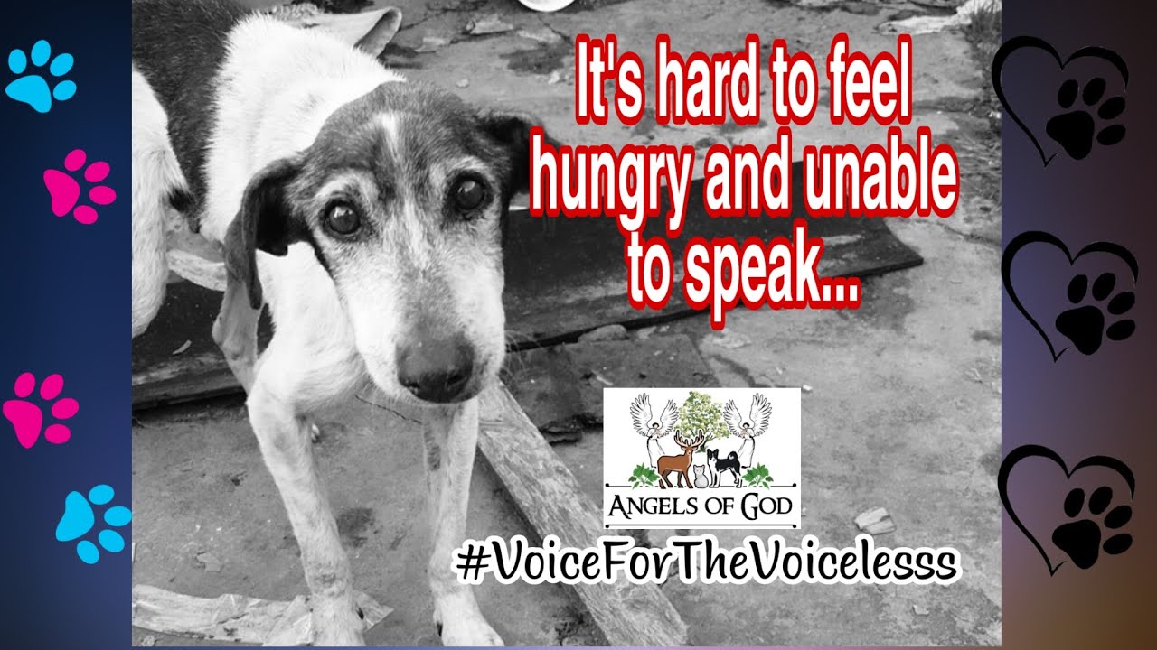 V#06 Stray Dogs and Cats Feeding Program (Angels of God Non-Profit Organization )