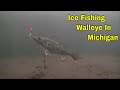 Underwater footage ice fishing walleye in Michigan. 2021
