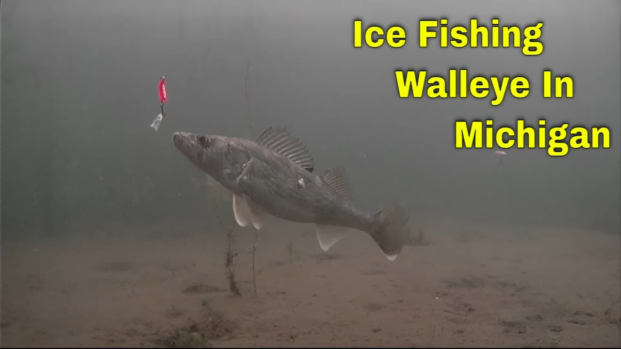 Underwater HD footage ice fishing walleye in Michigan. 2021