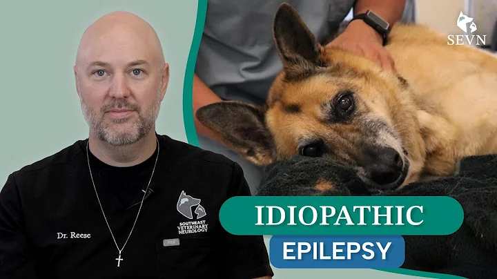 Understanding Idiopathic Epilepsy in Dogs and Cats: Symptoms, Diagnosis, and Treatment
