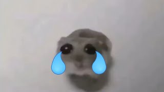 Sad hamster. A very, very sad story