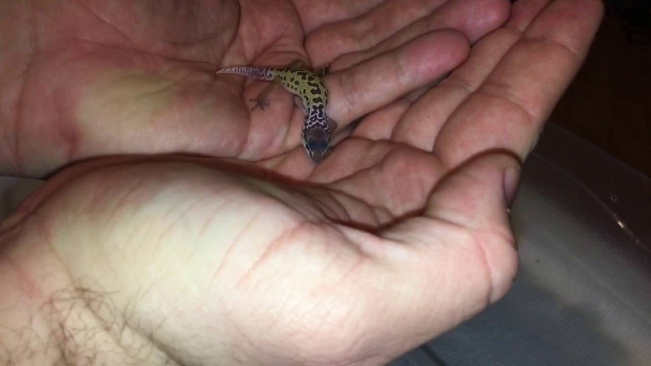 hatchling en francais