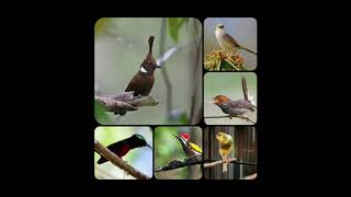 Masteran Kompilasi Cililin , Cigun, Kolibri, Kenari (Suara Asli Suara Air)