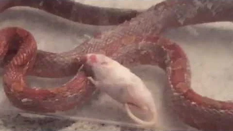 Feeding My Snake!!!!