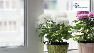 3 Beautiful  Plants for Cleaner Air #NASACleanAir #Houseplants #BreatheEasy #beautiful #indoor