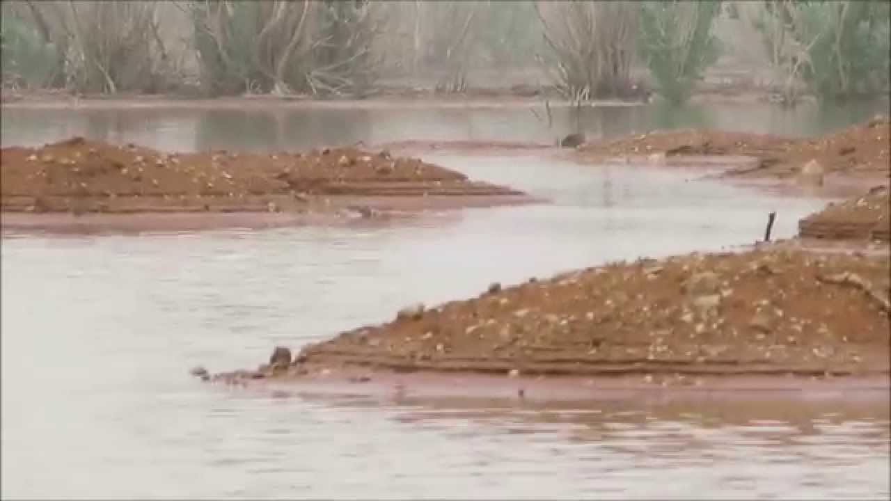 بحيرة محير شعيب المسعودي في عروق الدهناء ( المربخ) 15-2-1437هـ