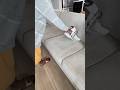 Sunday Reset: Vacuum the couch with me #sundayreset #vacuumwithme