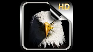 مهرجان ابن البلد الأمور