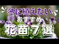 【冬のガーデニング】冬に植えたいおすすめの花苗7選!!