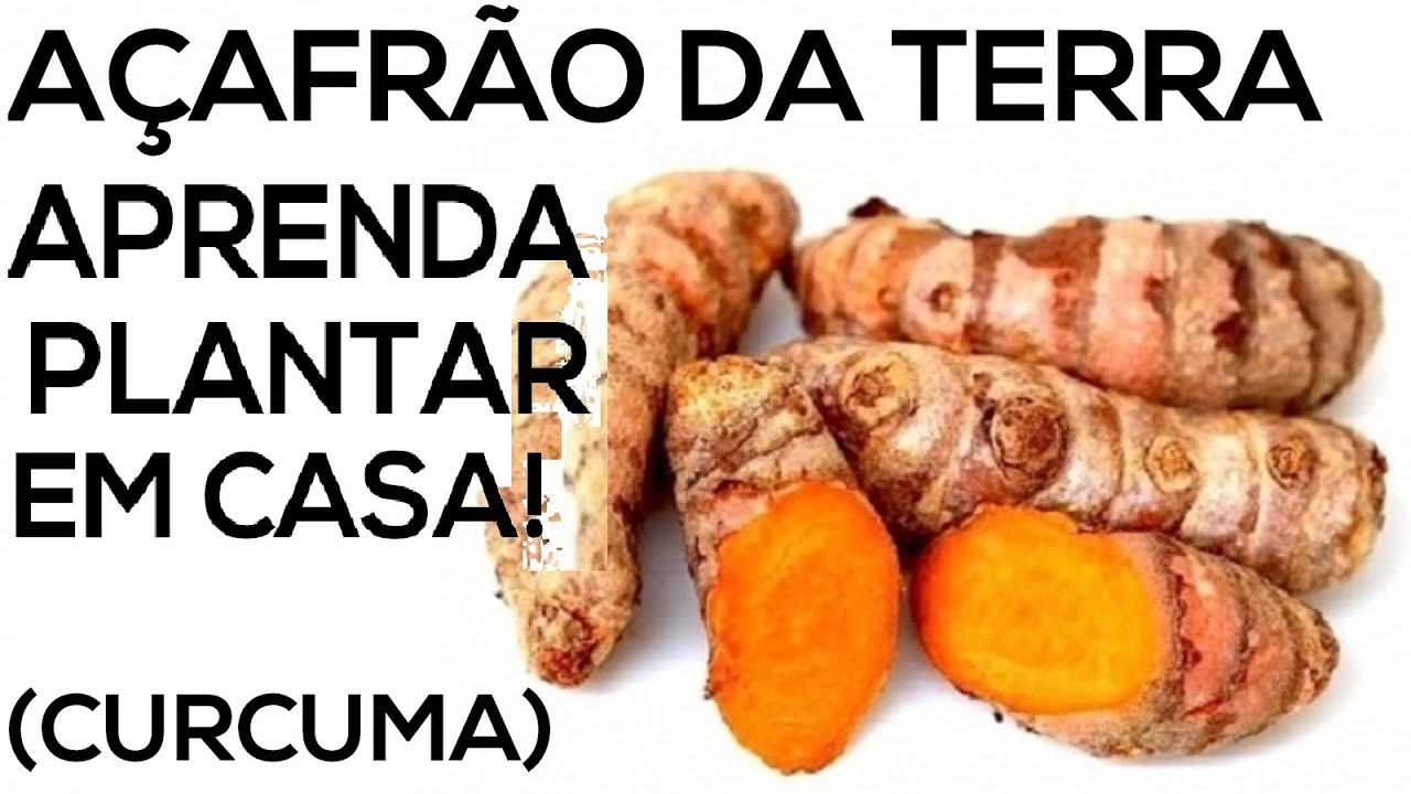 AÇAFRÃO DA TERRA, aprenda a plantar em vasos, super fácil ! YouTube AÇAFRÃO DA TERRA, aprenda a plantar em vasos, super fácil ! YouTube