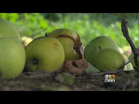 Apple-Picking Season Is
